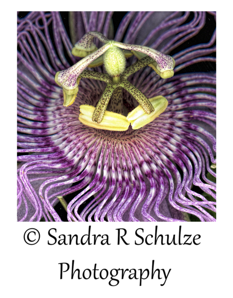 Sandra R Schulze Photography